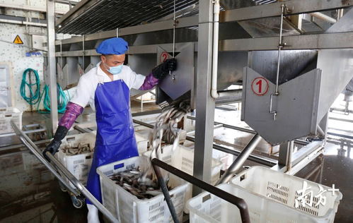 鲮鱼罐头出口逆势上扬，中山食品企业迎全面复工热潮